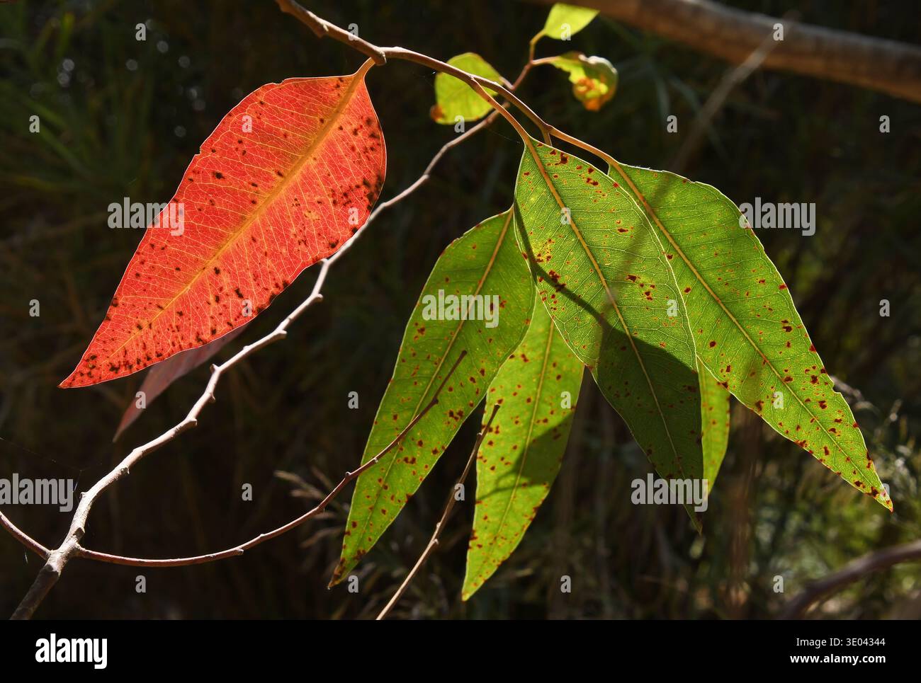 Une feuille rouge - Eucalyptus Banque D'Images