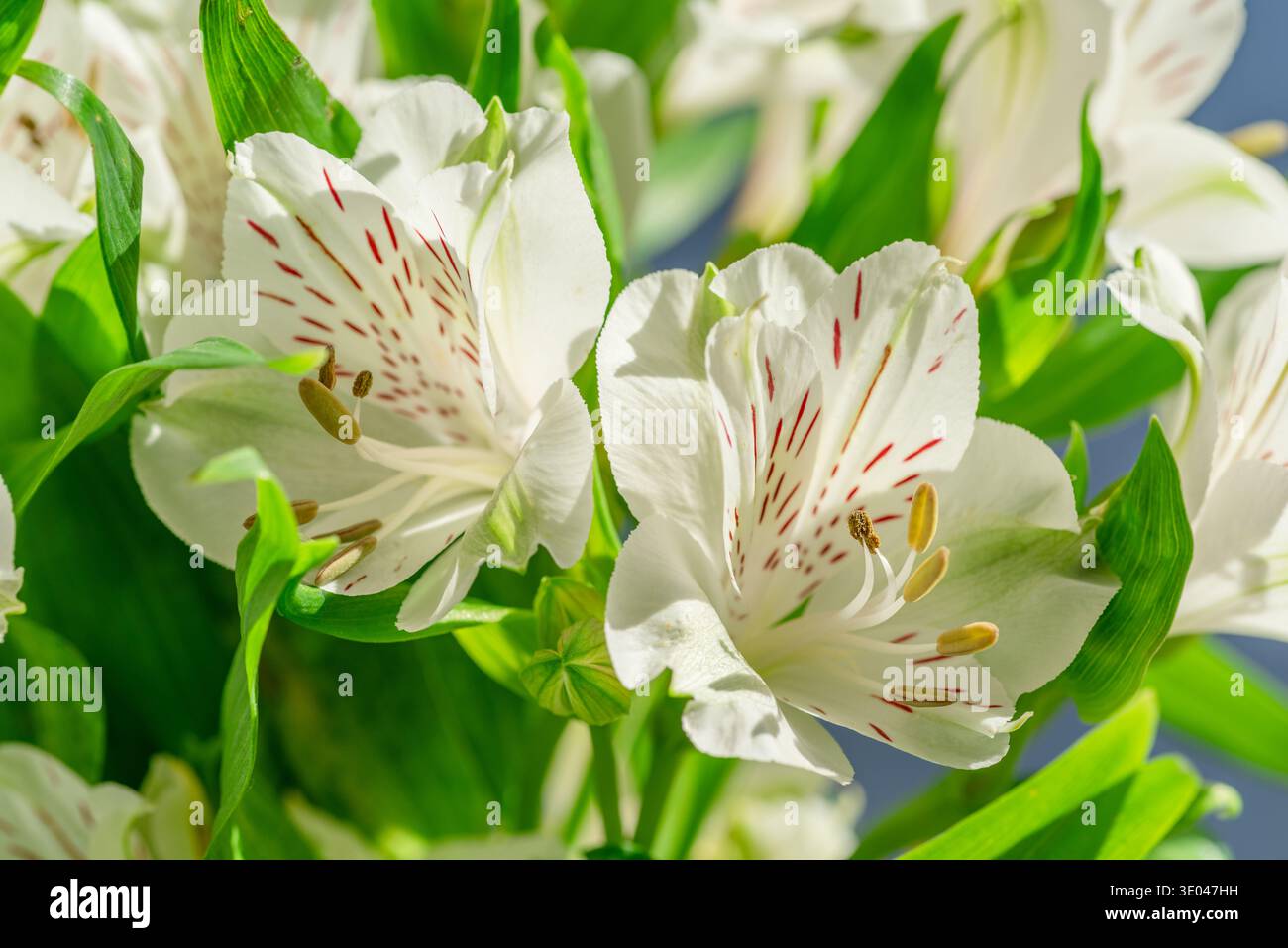 Bouquet de fleurs blanches d'alstroemeria en gros plan sur un fond bleu. Banque D'Images