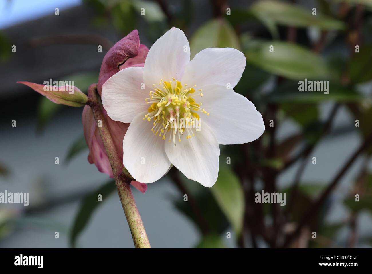 Helleborus Niger 'HGC Jesse'. Fleur de rose de Noël blanche en gros plan. Banque D'Images