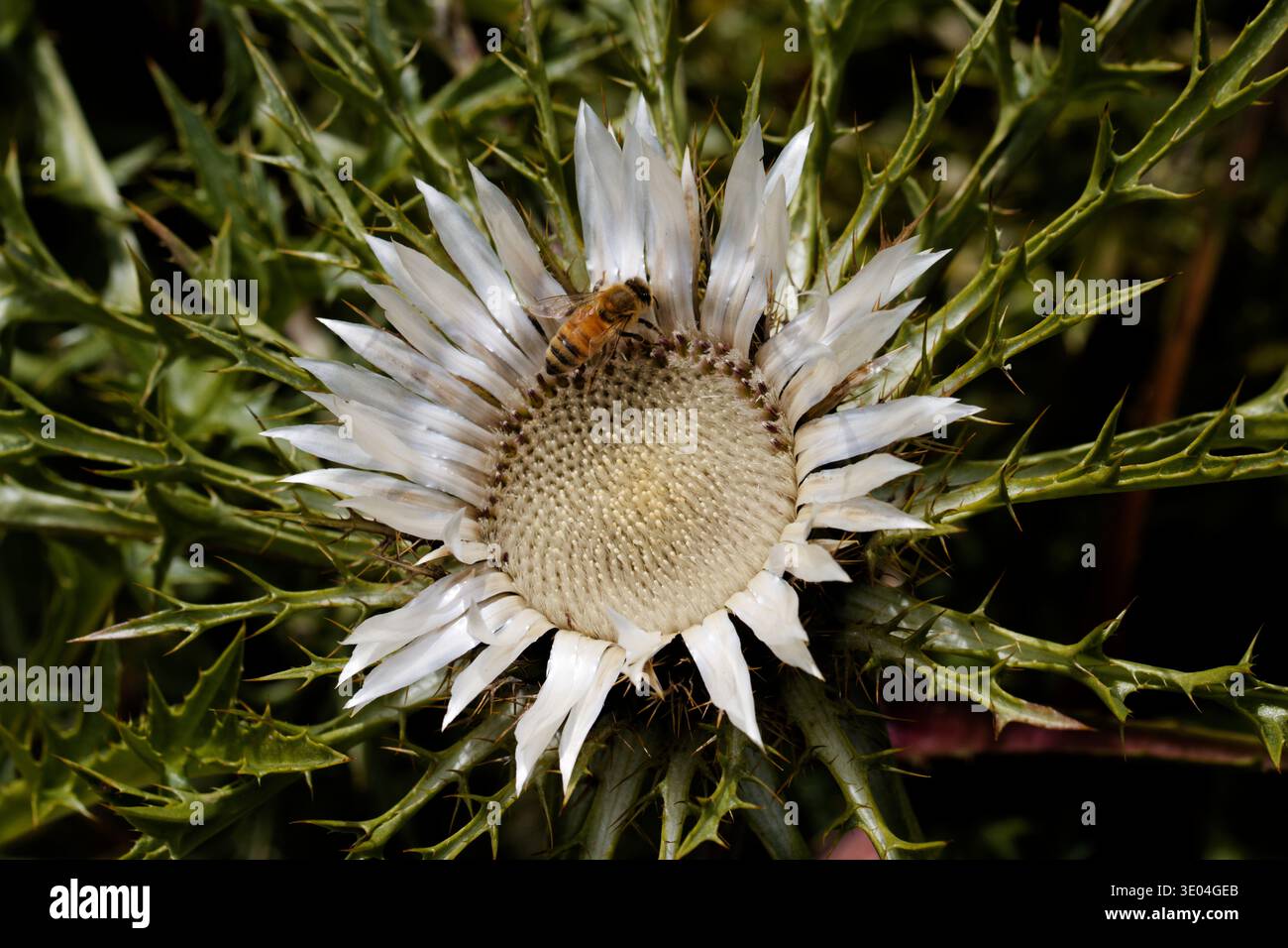 Carlina acaulis, le chardon sans tige, le chardon nain ou le chardon argenté, est une plante à fleurs dicotylédone vivace. Banque D'Images