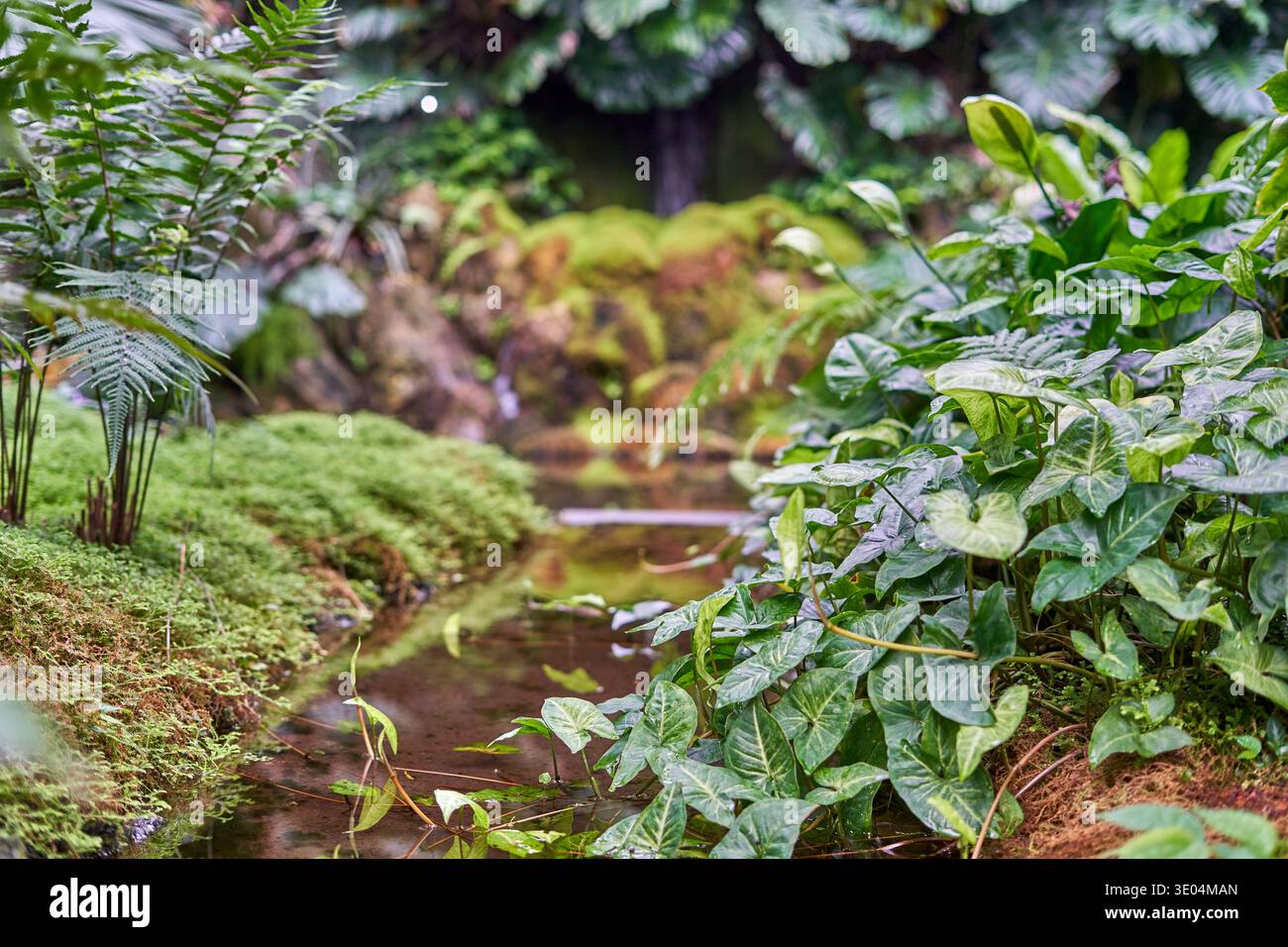 Un ruisseau tranquille serpente à travers une végétation dense et luxuriante dans un environnement tropical ou subtropical. La scène présente une couverture de mousse verte éclatante... Banque D'Images