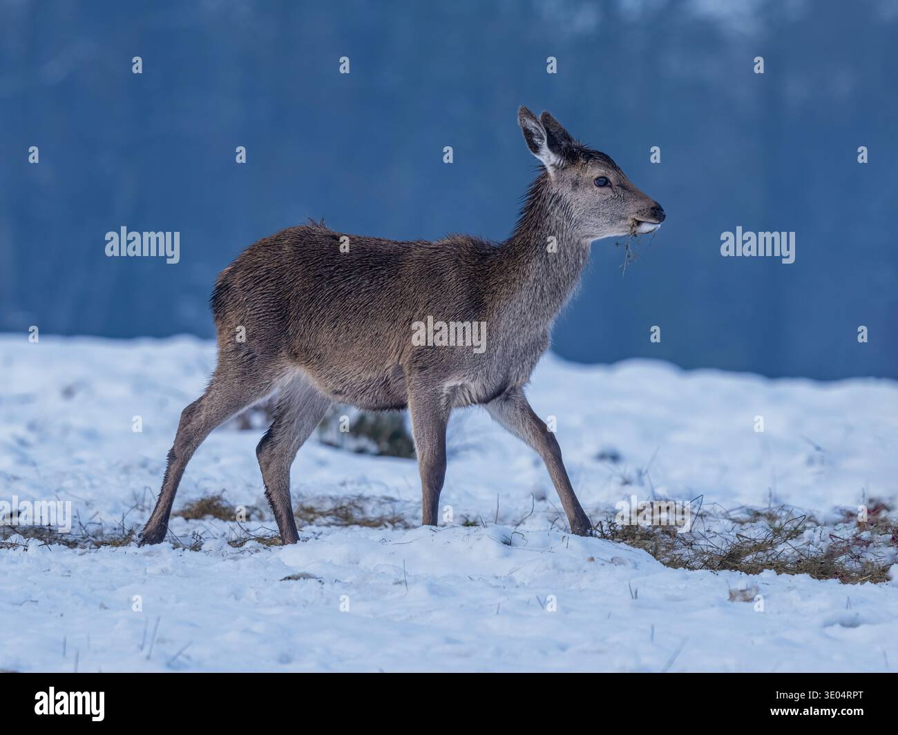 Red Deer Hind Banque D'Images