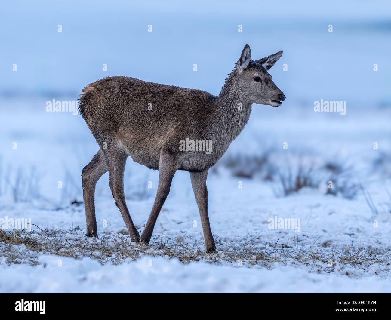 Red Deer Hind Banque D'Images