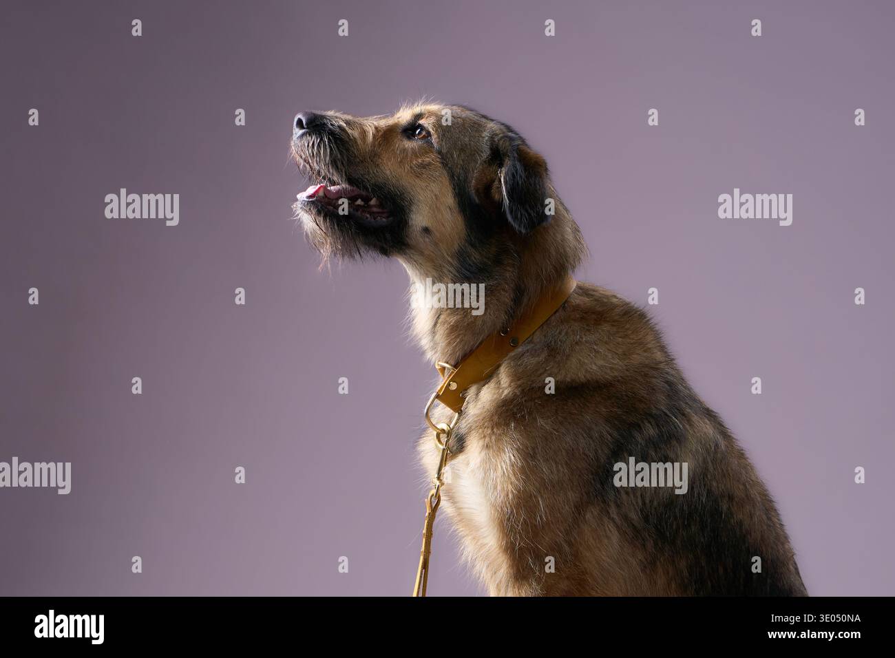 Le chien est montré en vue de côté portant un collier en cuir. Sa tête est inclinée car elle regarde légèrement vers le haut. Banque D'Images