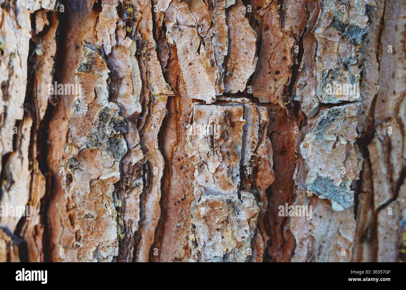 La structure de l'écorce d'arbre, la structure de l'écorce de différents arbres. Banque D'Images