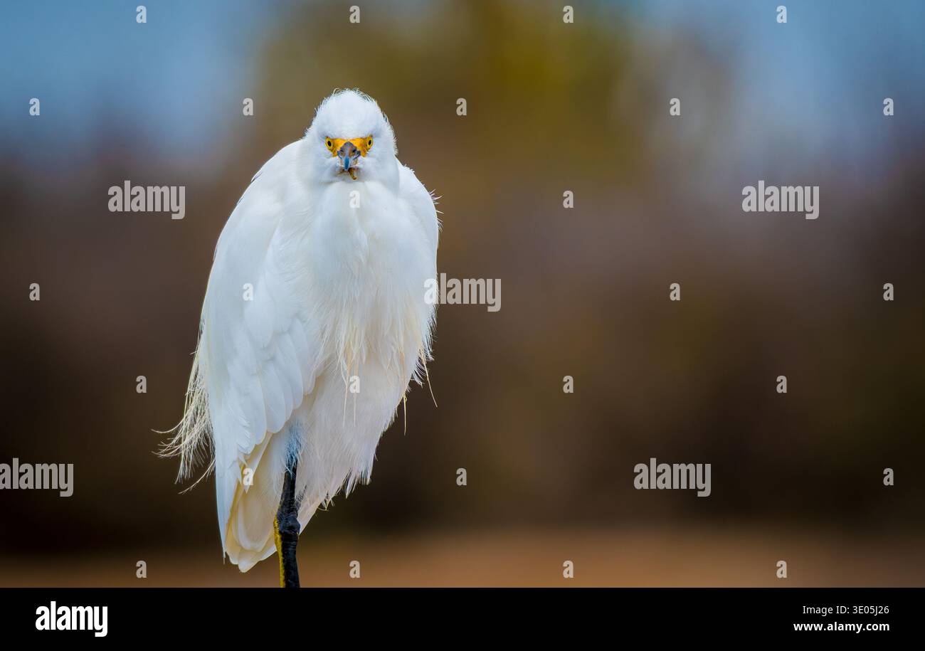 Aigrette enneigée (Egretta thula) perchée avec plumage de reproduction à volants, élégant portrait d'échassier blanc dans un habitat de terres humides côtières Banque D'Images