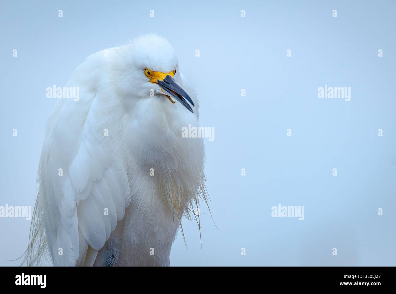 Aigrette enneigée (Egretta thula) perchée avec plumage de reproduction à volants, élégant portrait d'échassier blanc dans un habitat de terres humides côtières Banque D'Images