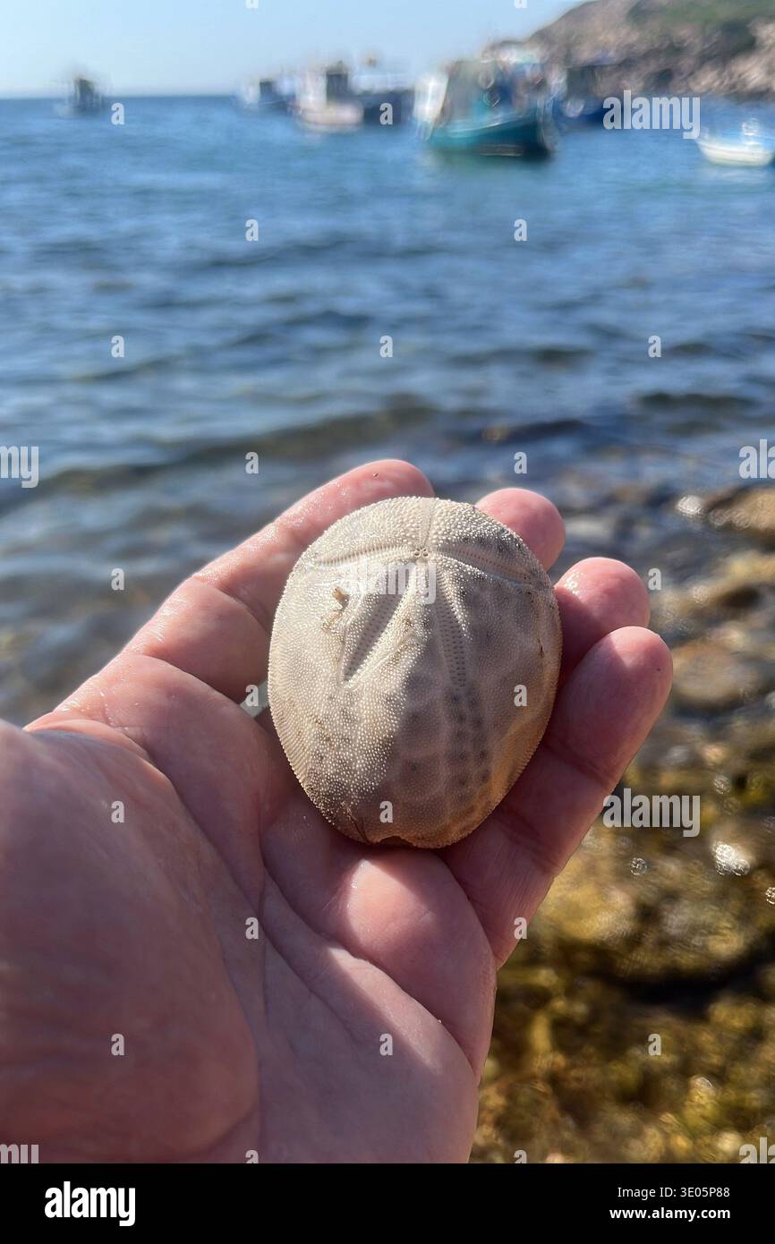 Un oursin du cœur (plus précisément, probablement un test ou une coquille Brissus unicolor). Banque D'Images