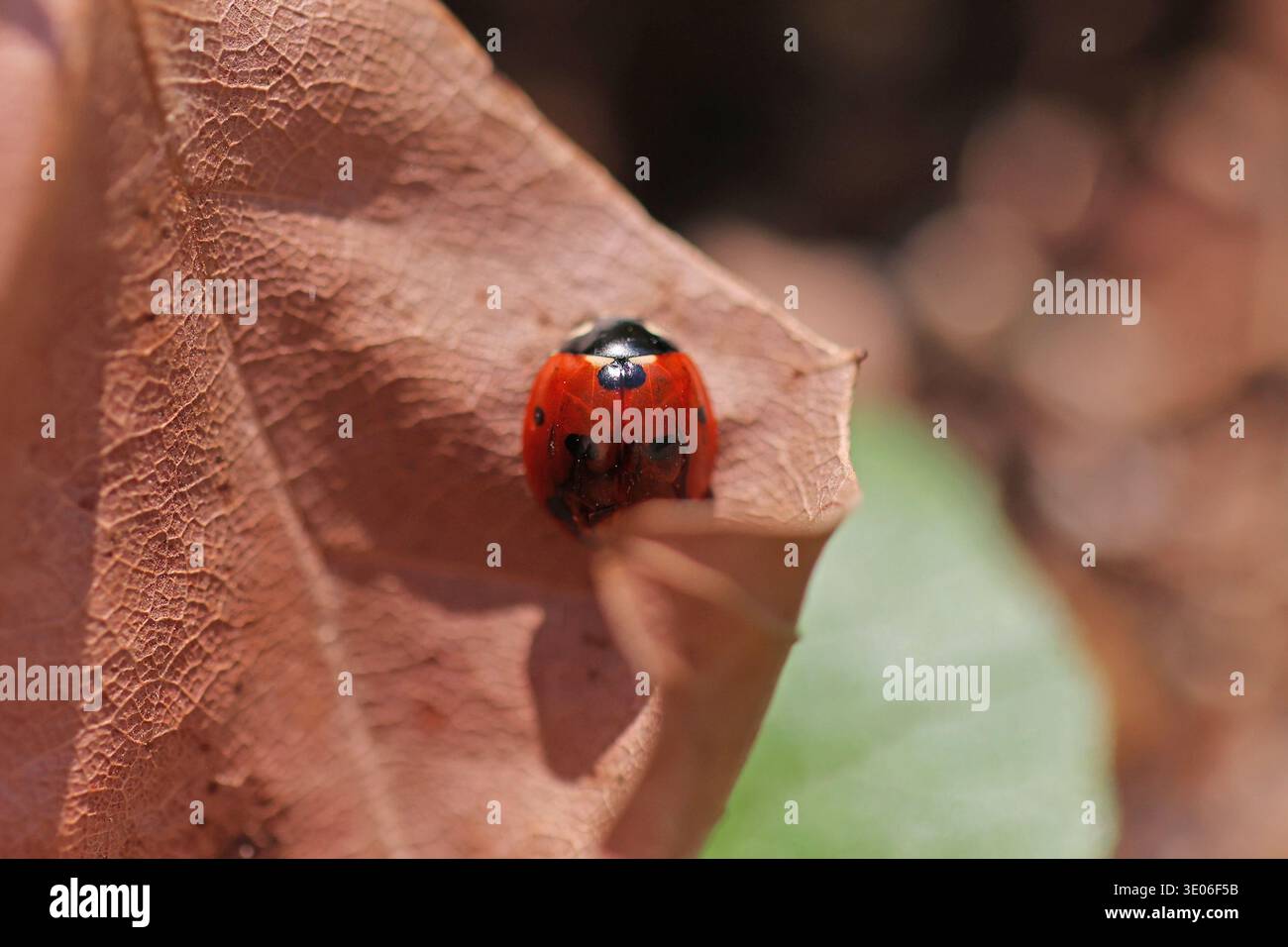 Gros plan photo d'une coccinelle à sept taches sur une feuille sèche tombée au début du printemps Banque D'Images