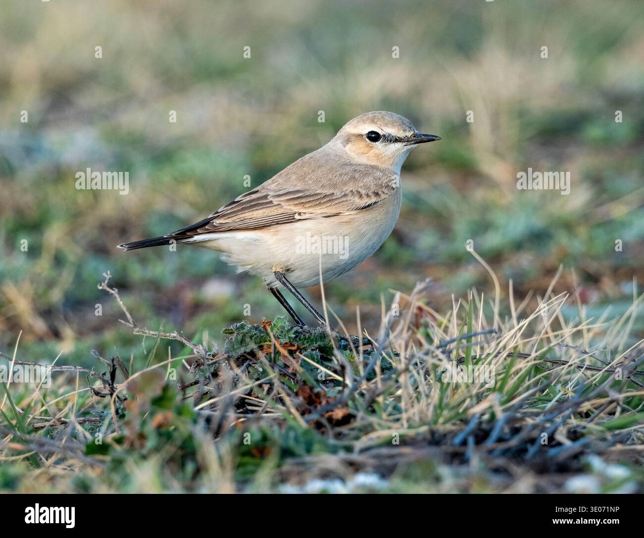 Isabelline Wheatear (enanthe isabellina) Paphos, Chypre Banque D'Images