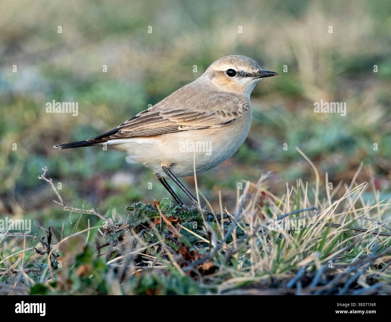 Isabelline Wheatear (enanthe isabellina) Paphos, Chypre Banque D'Images