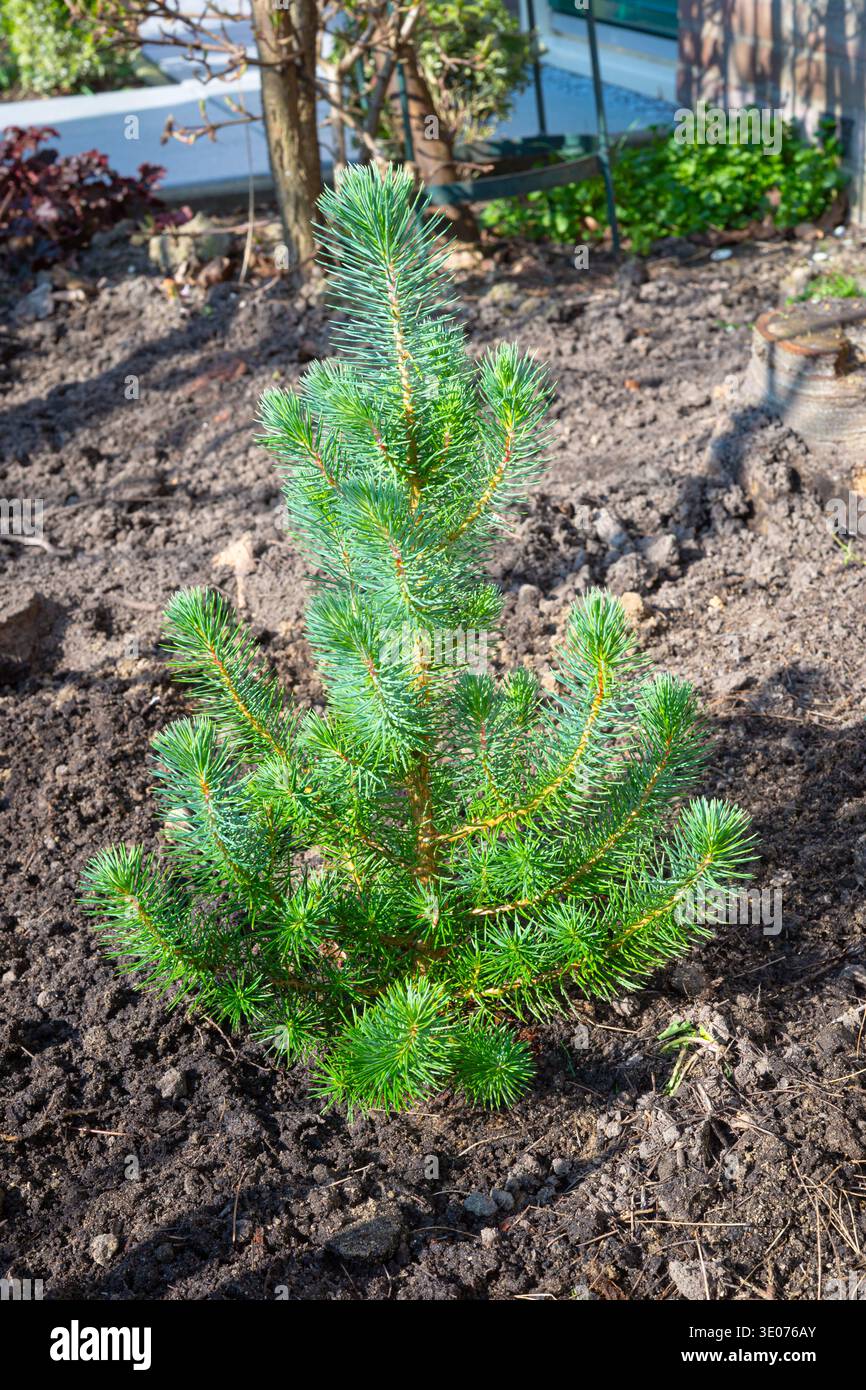 Jeune pin de pierre italien (Pinus pinea) en herbe dans le sol du jardin Banque D'Images