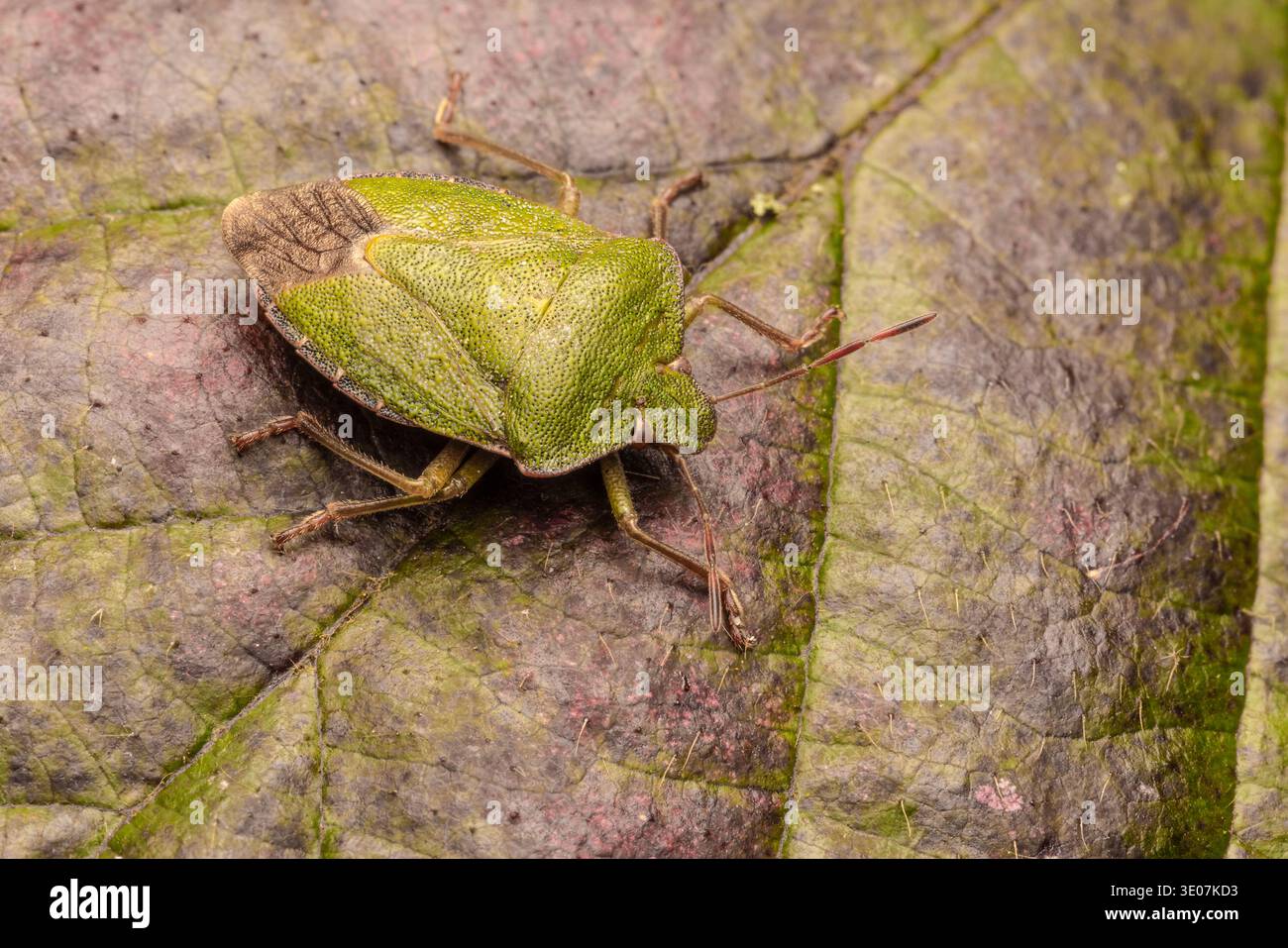 Green Shieldbug, ou Shield Bug, Palomena prasina, Monmouthshire, février Banque D'Images