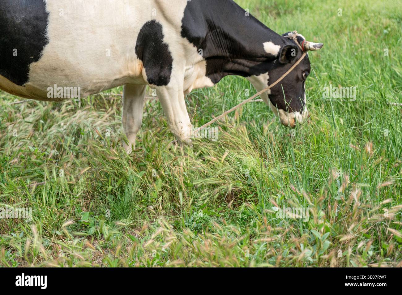 Vache tachetée noire et blanche se nourrissant d'herbe verte dans un pré tranquille. Concept de bétail sain, origines de l'industrie laitière, et atmosphère tranquille d'été Banque D'Images