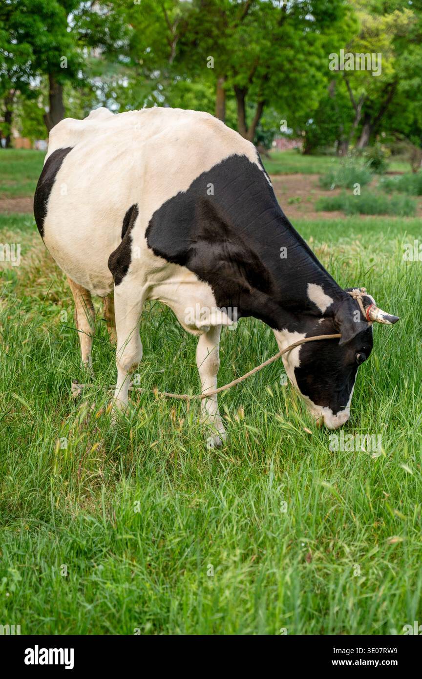 Vache tachetée noire et blanche se nourrissant d'herbe verte dans un pré tranquille. Concept de bétail sain, origines de l'industrie laitière, et atmosphère tranquille d'été Banque D'Images