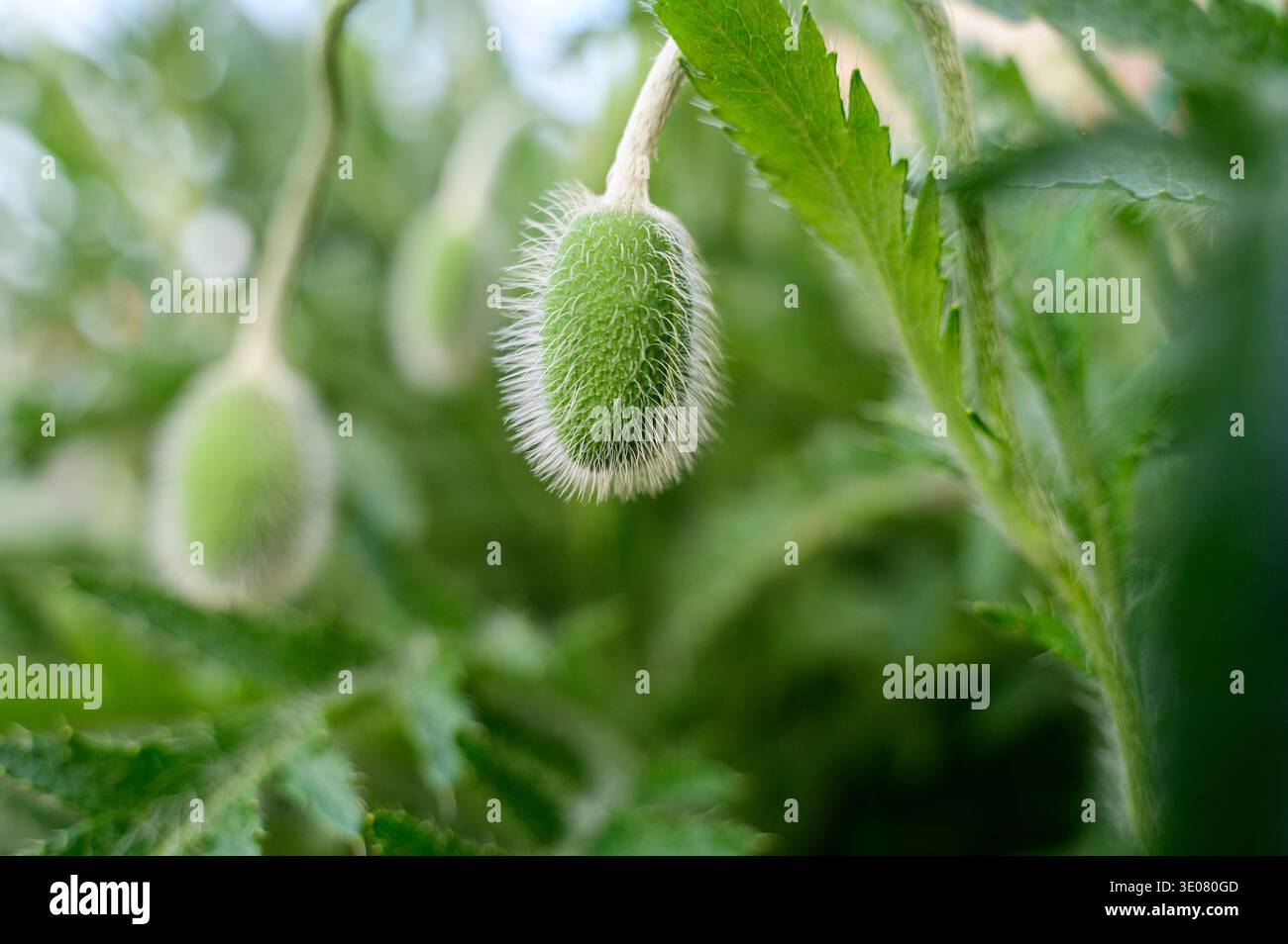 Gros plan d'un bourgeon de pavot vert poilu avant la floraison dans un champ. Concept de structure végétale biologique, de croissance fraîche du jardin et de reproduction naturelle i Banque D'Images