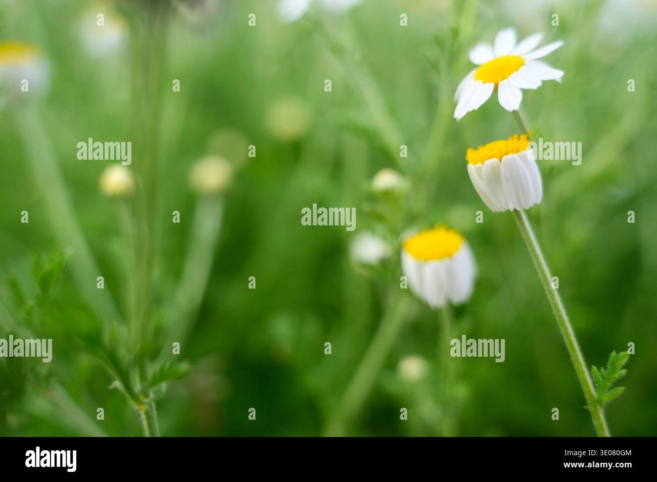 Champ de marguerites sous le ciel du soir rafraîchissant. Concept de tranquillité de la nature, beauté botanique fragile, et croissance fraîche de prairie à la fin d'un soleil Banque D'Images