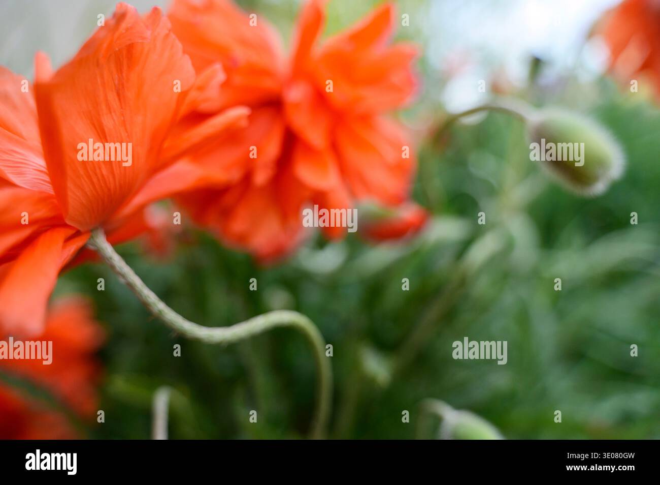 Gros plan d'une fleur de coquelicot rouge éclatante qui fleurit dans un champ de printemps vert. Concept de beauté détaillée de la nature, fraîcheur botanique et g floral saisonnier Banque D'Images