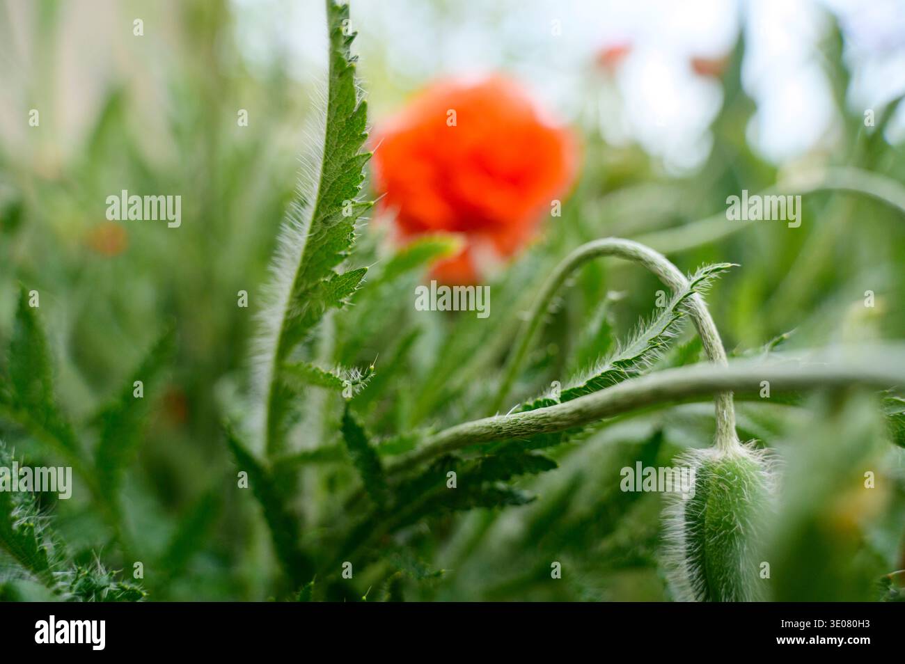 Coquelicot rouge fleuri et bourgeon vert fermé dans un pré sauvage. Concept de cycle de vie de la nature, stades de croissance botanique, et beauté florale saisonnière dans un soleil Banque D'Images