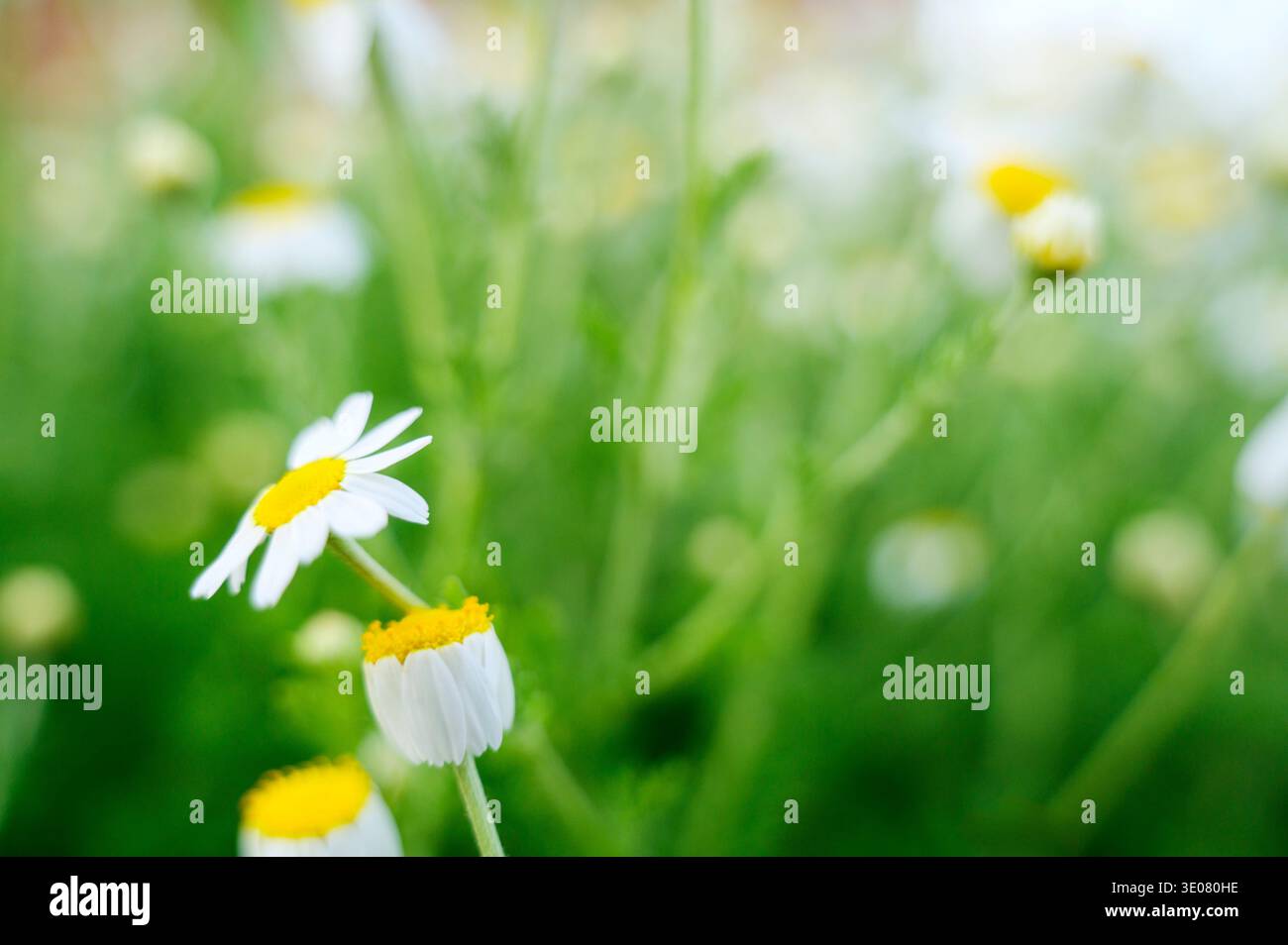 Marguerites blanches sur une prairie dans la douce lumière du soir. Concept d'atmosphère de coucher de soleil, transition paisible de la nature et diversité botanique esthétique dans A. Banque D'Images