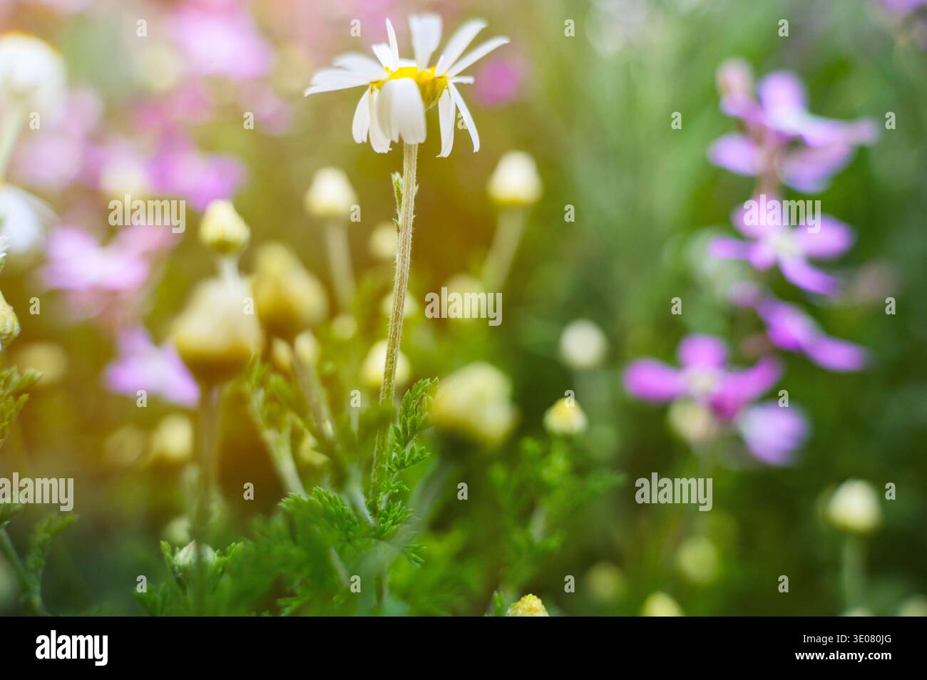 Fleurs sauvages de Marguerite avec des pétales blancs sur un fond vert. Concept de pureté de la nature, macro détail botanique, et croissance fraîche de prairie pendant un ensoleillé Banque D'Images