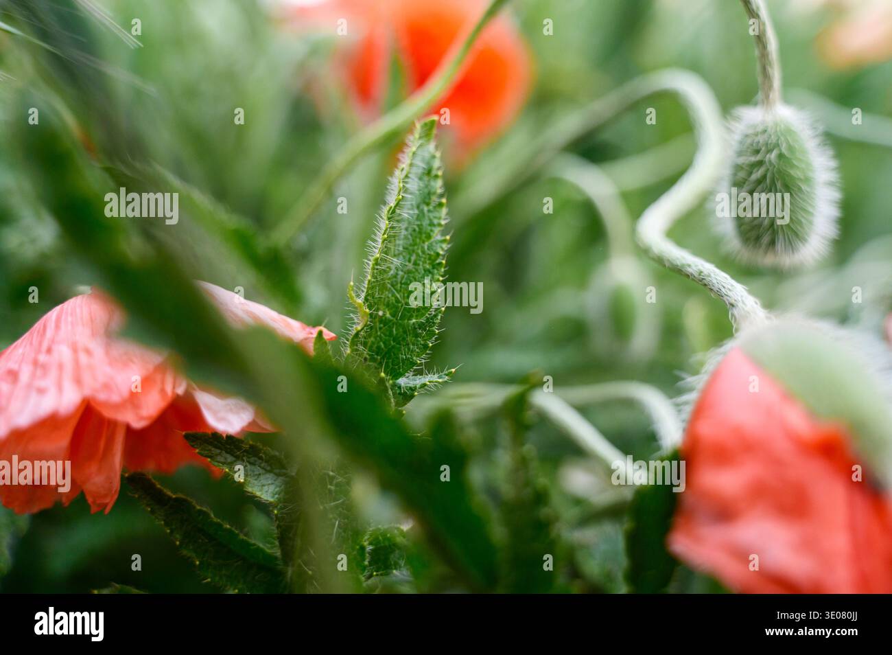 Fleurs de coquelicot rouge dans une vue rapprochée contre un champ vert. Concept de beauté de la nature fragile, réveil printanier et macro détail botanique dans un ensoleillé Banque D'Images