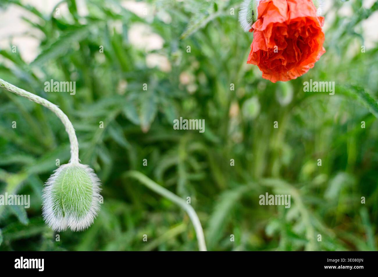 Bourgeon de coquelicot vert sur une longue tige dans une prairie d'été sauvage. Concept de cycle de vie de la nature, stades de croissance botanique, et développement floral saisonnier dans un su Banque D'Images