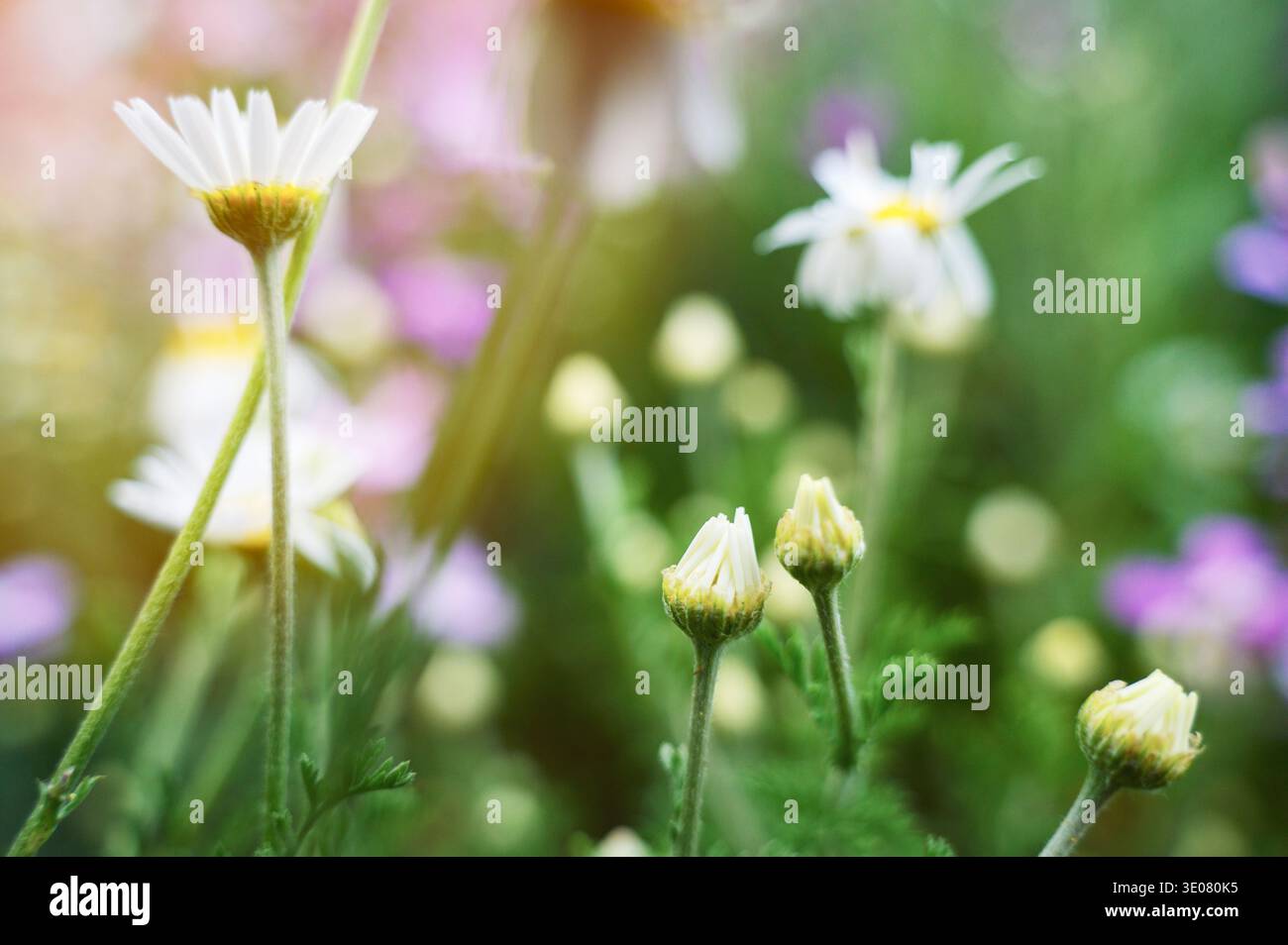 Fleurs de marguerites sur une prairie herbeuse sous le ciel lumineux. Concept de loisirs de plein air paisibles, esthétique du paysage rural et culture florale traditionnelle Banque D'Images