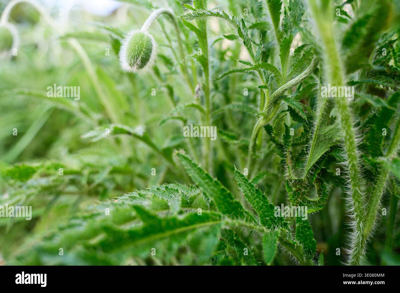 Bourgeon de coquelicot vert sur une longue tige dans une prairie d'été sauvage. Concept de cycle de vie de la nature, stades de croissance botanique, et développement floral saisonnier dans un su Banque D'Images