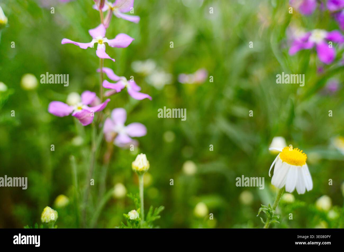 Fleurs de Delphinium bleu fleurissant sur de grandes tiges dans un jardin d'été. Concept de conception de paysage vertical, croissance florale pérenne et botani esthétique Banque D'Images