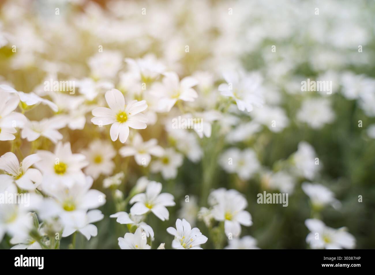 Floraison de fleurs sauvages blanches dans un champ sous la lumière lumineuse du soleil du matin. Concept d'atmosphère de nature romantique, toile de fond florale et nature saisonnière aw Banque D'Images