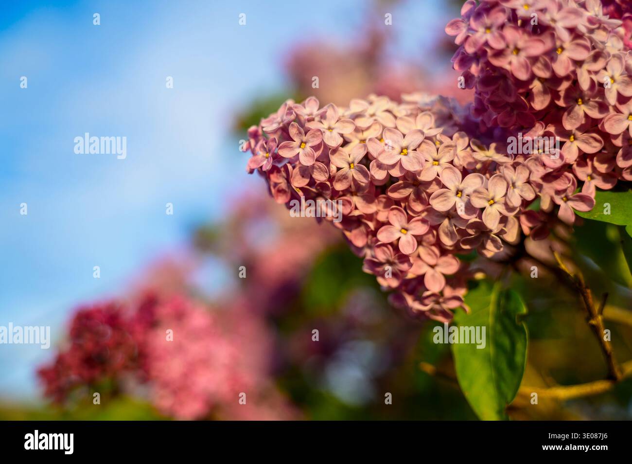 Branche de lilas avec fleur violette contre un ciel bleu clair. Concept de réveil printanier, fond de nature esthétique avec espace de copie, et gard botanique Banque D'Images