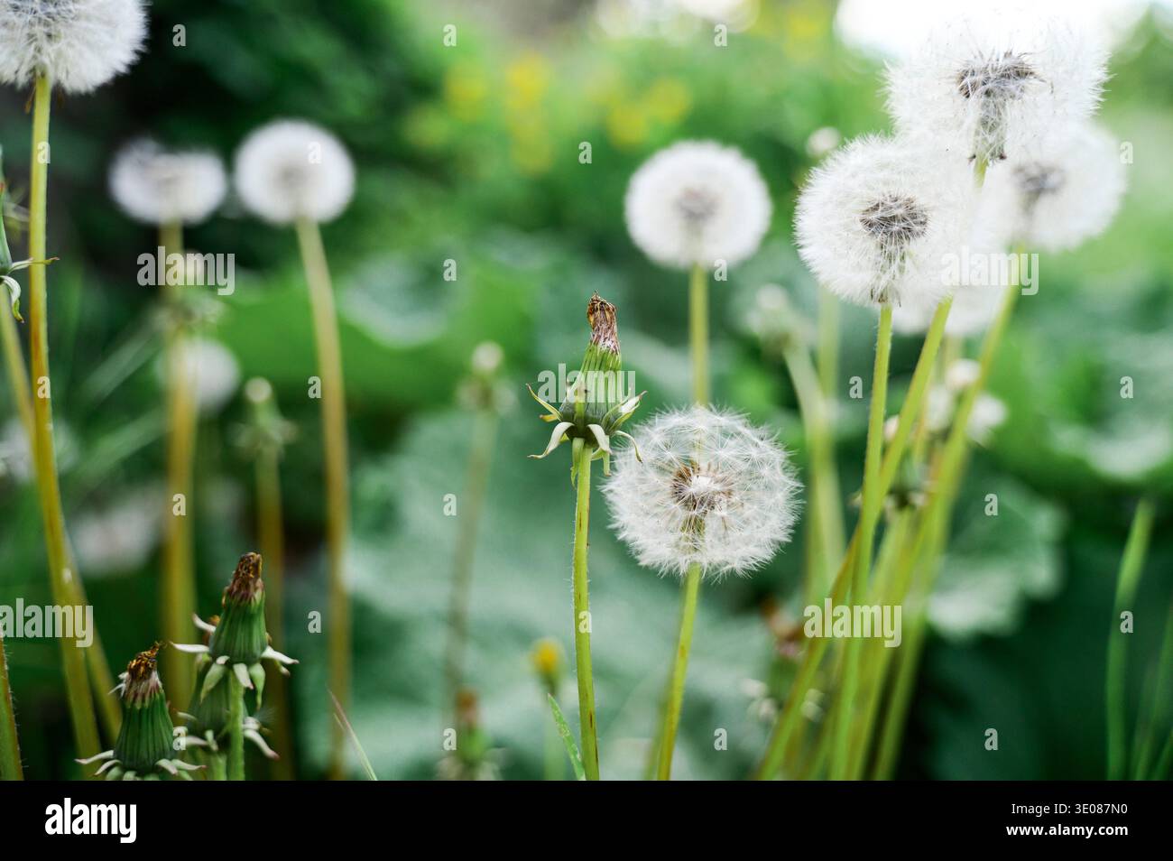 Gros plan d'une fleur de pissenlit moelleux dans un parc de printemps ensoleillé. Concept de conservation de l'environnement, motif esthétique naturel, et te botanique souple Banque D'Images