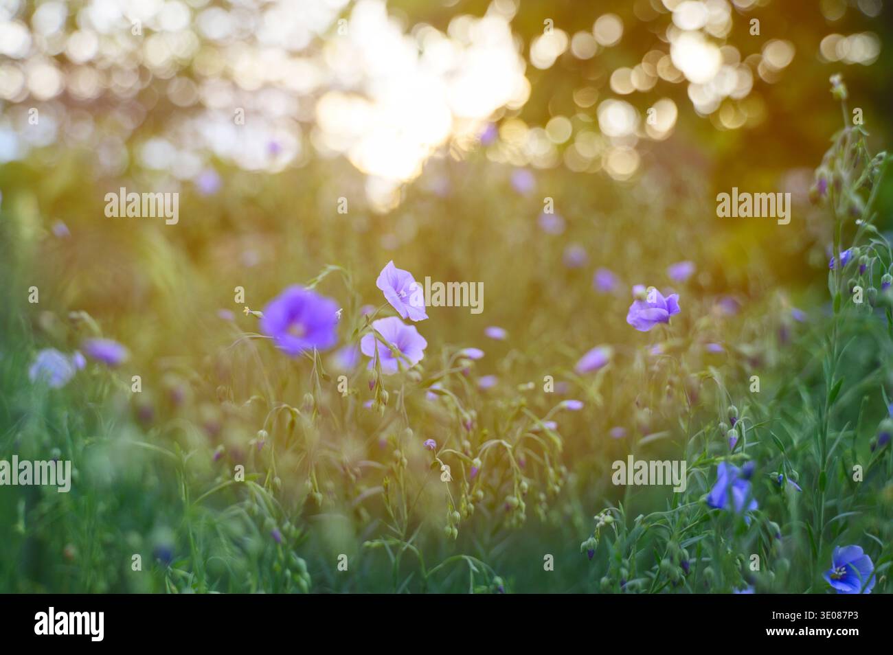 Fleur de larkspur bleu sauvage sur une colline herbeuse ensoleillée au début du printemps. Concept de croissance florale saisonnière, beauté du paysage sauvage et prairie fraîche se réveillent Banque D'Images