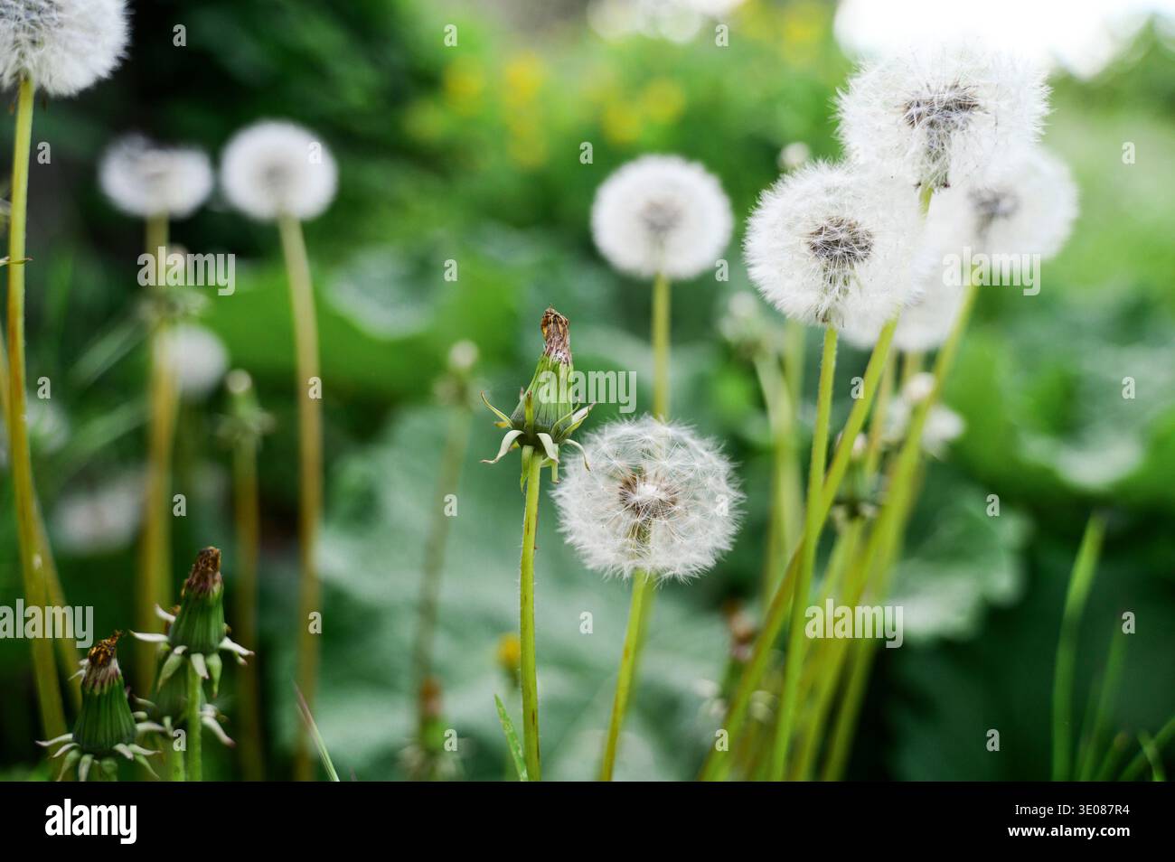 Tête de graines de pissenlit blanc moelleux dans une prairie verte avec des rayons du soleil. Concept de cycle de vie de la nature, stade de croissance botanique, et fragile beauté printanière dans un Banque D'Images