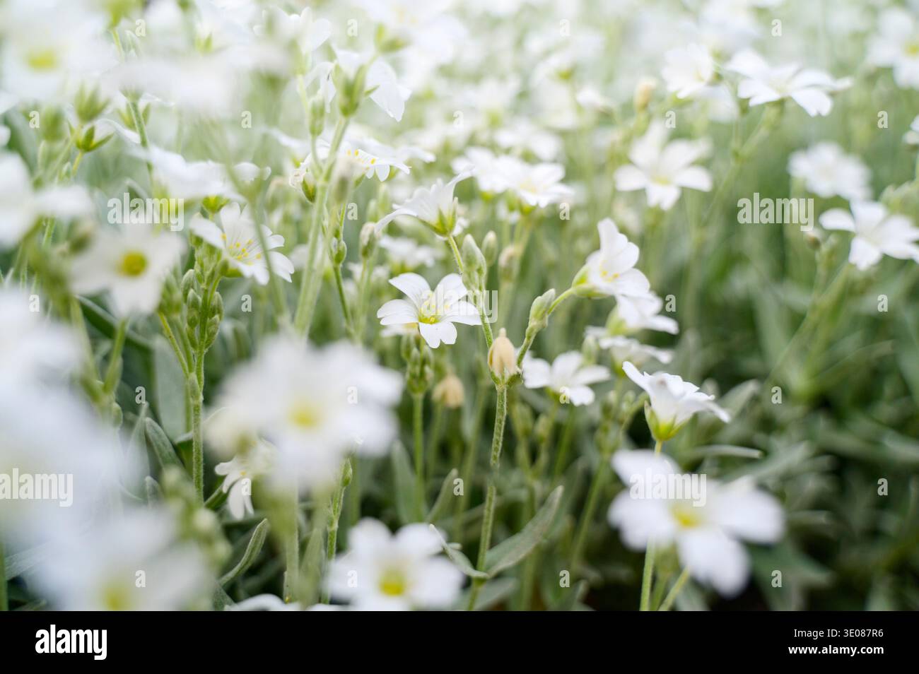 Fleur de prairie blanche poussant parmi l'herbe verte sauvage sous le soleil. Concept de pureté de la nature, croissance botanique saisonnière et paysage esthétique diversi Banque D'Images