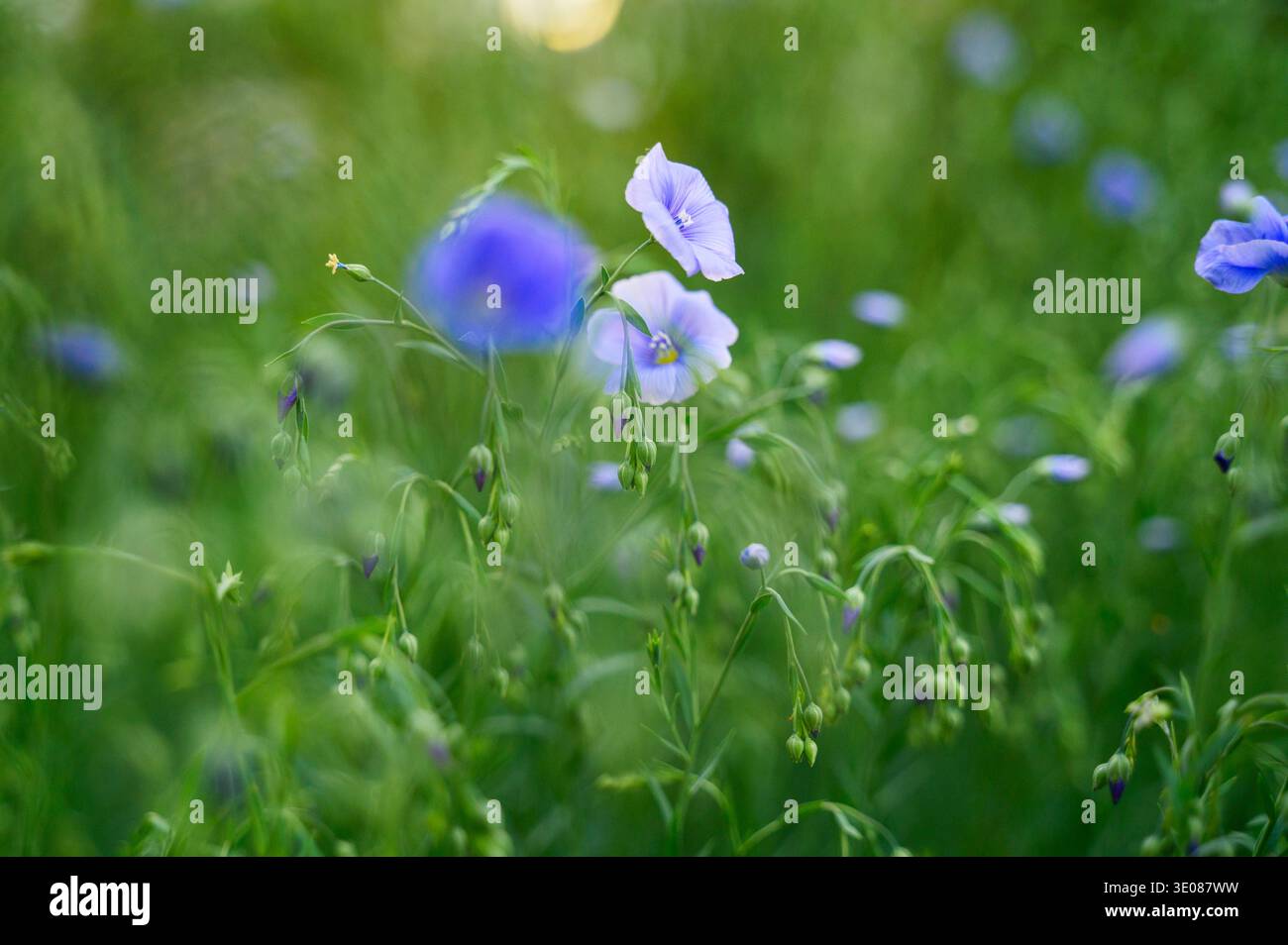 Fleur bleue fleurie sur une tige verte dans un jardin public ensoleillé. Concept de verdissement des parcs, croissance florale traditionnelle et loisirs paisibles dans un nat Banque D'Images
