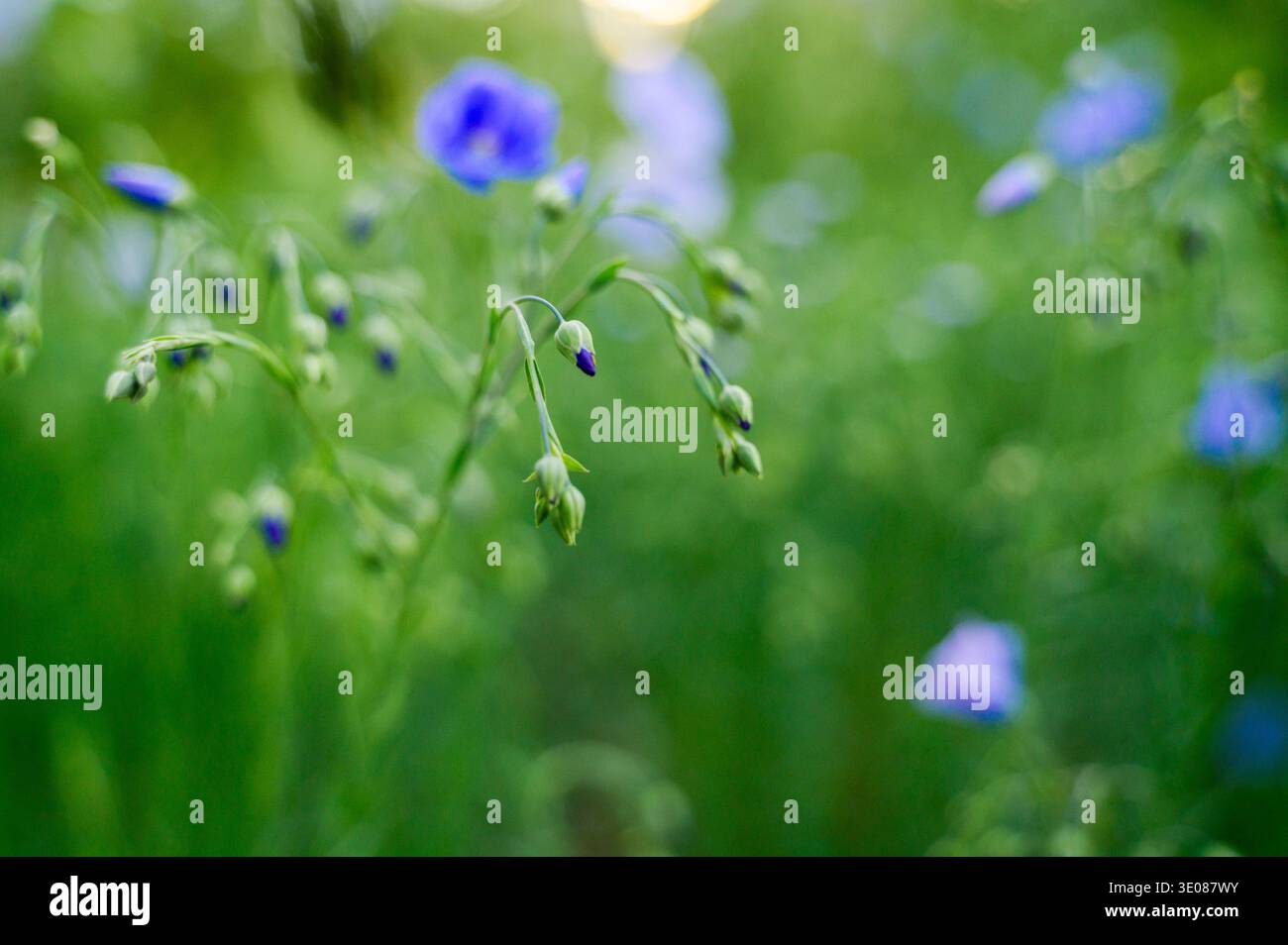 Fleur de lin bleu fleurissant dans un pré d'été. Concept d'origine naturelle de fibres textiles, beauté botanique délicate, et croissance florale saisonnière dans un soleil Banque D'Images