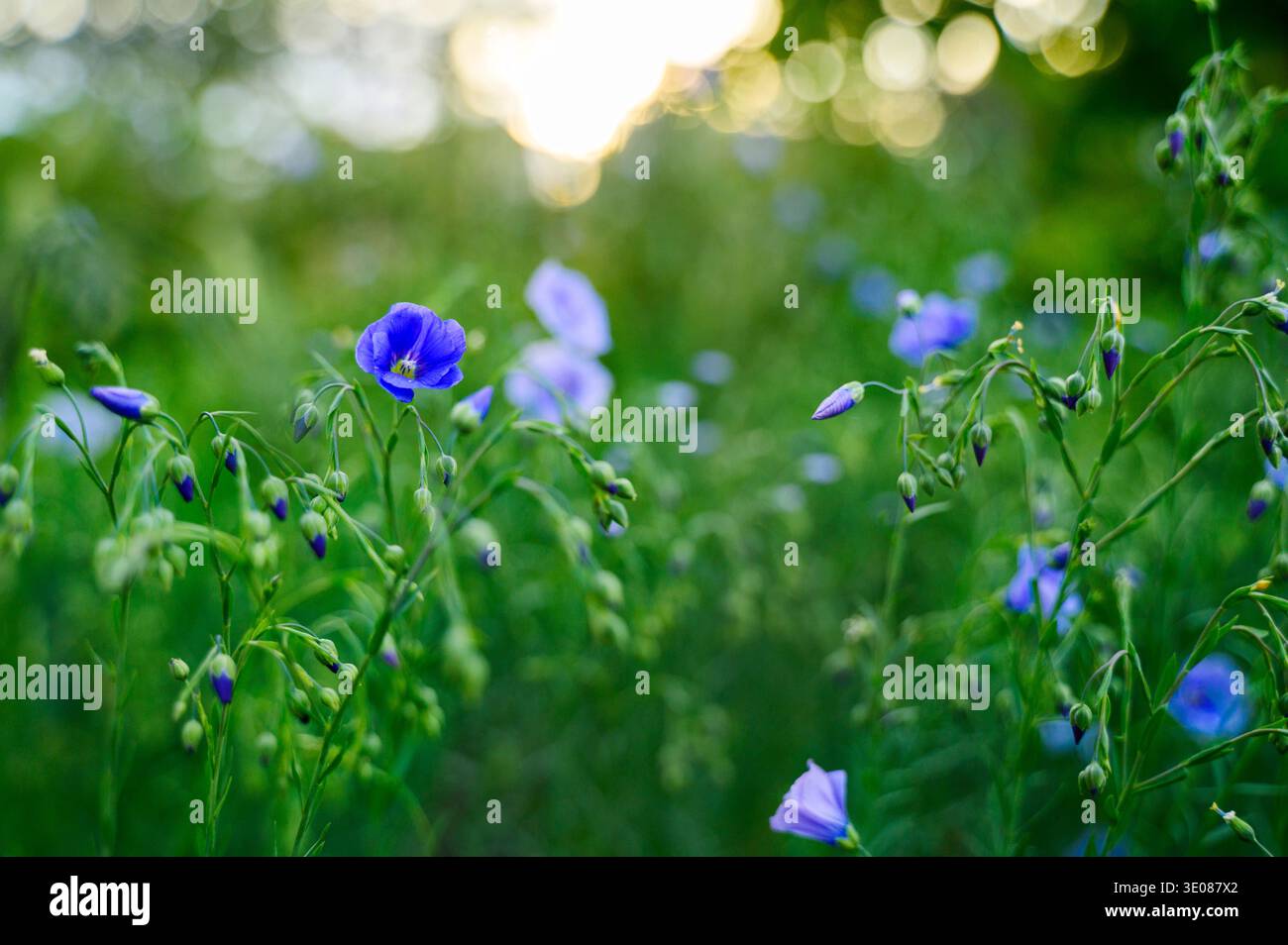 Fleur sauvage bleue fleurissant parmi les hautes herbes vertes dans un pré d'été. Concept de palette de couleurs de la nature, biodiversité botanique, et atmo extérieur paisible Banque D'Images