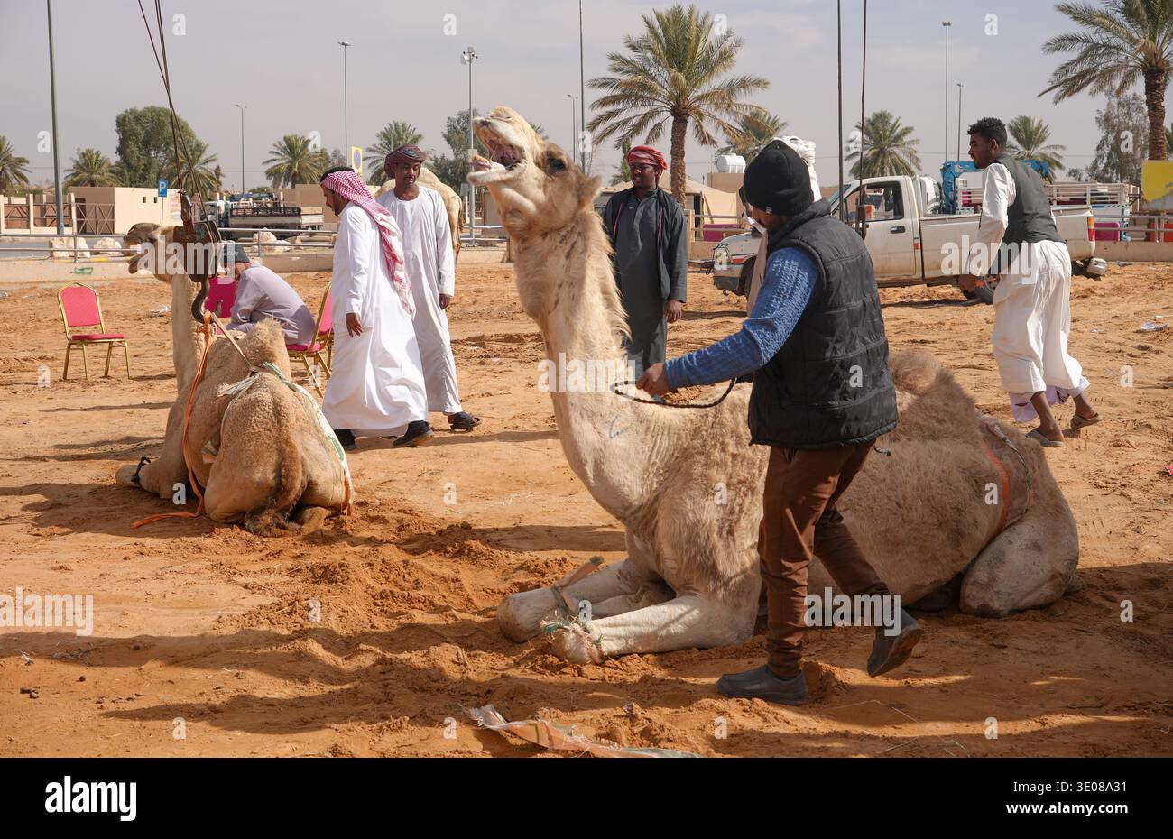 Au grand marché de chameaux de Buraida / Buraydah, Arabie Saoudite Banque D'Images