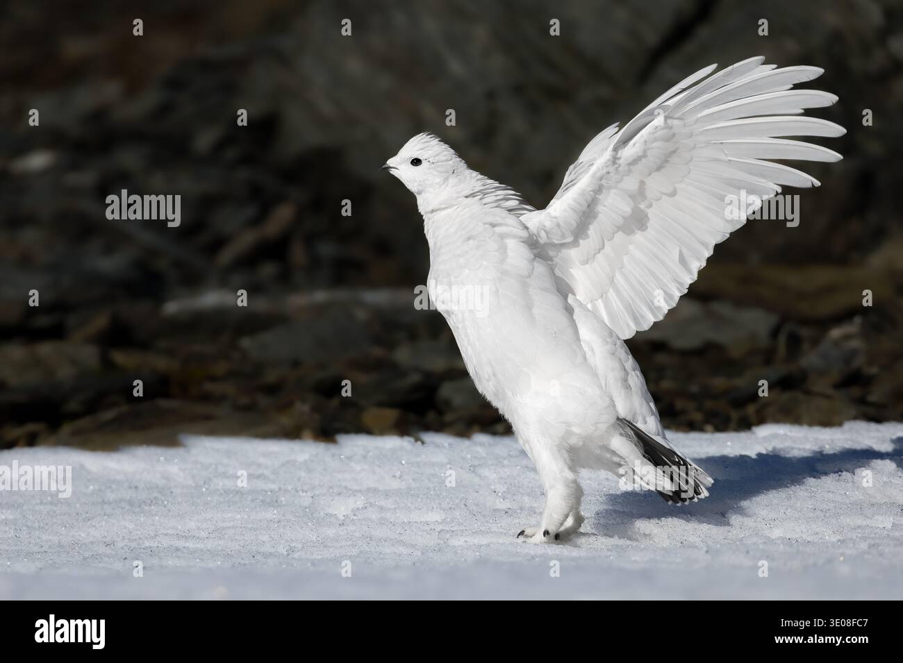 Mâle Rock ptarmigan (Lagopus muta, Lagopus mutus) commençant à voler en plumage hivernal blanc sur la neige dans le gel des Alpes italiennes Banque D'Images