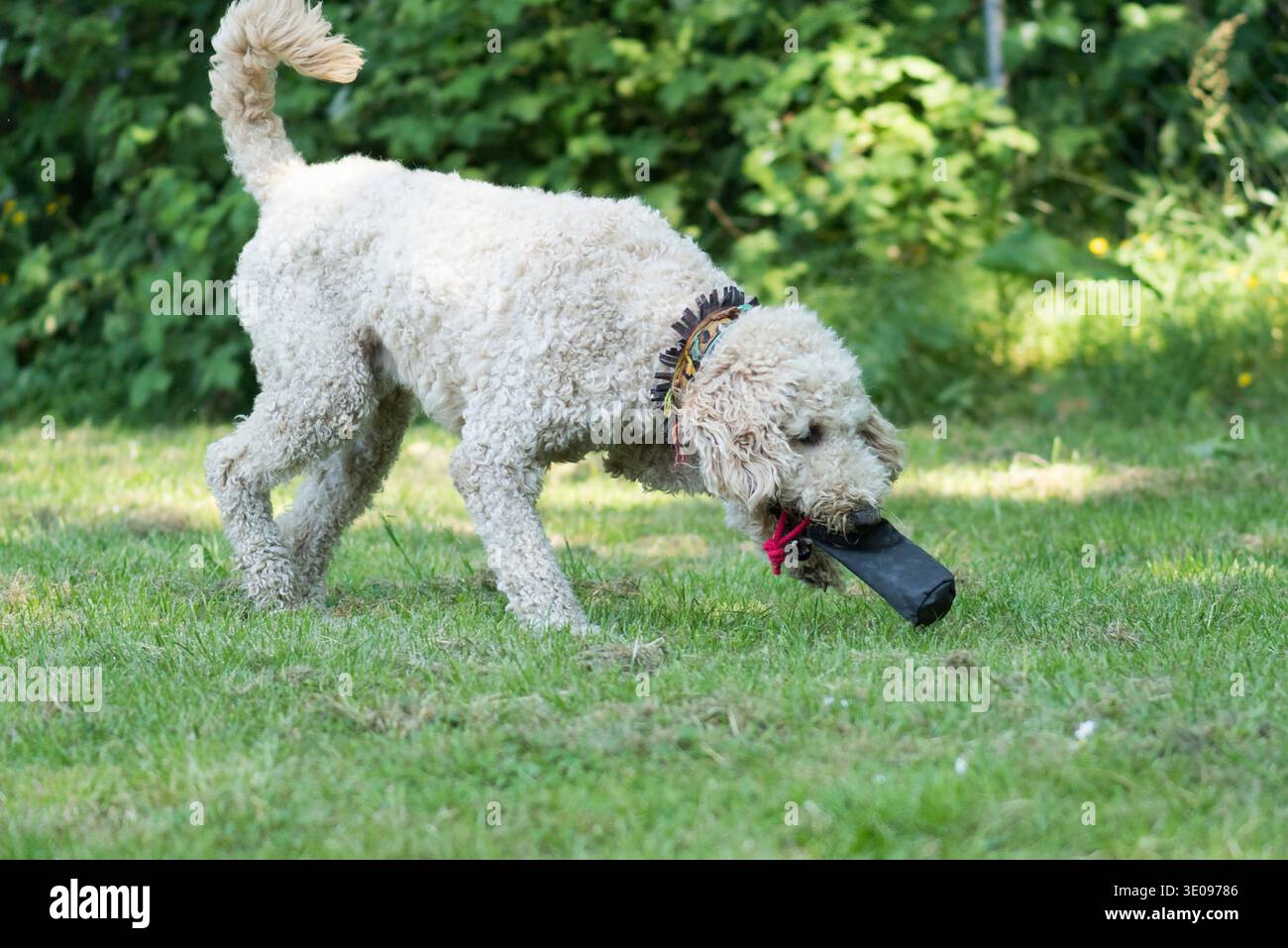 Labradoodle s'amuse à jouer à Fetch Banque D'Images