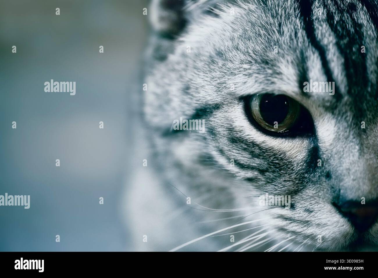 Portrait d'un chat mongrel tabby argenté Banque D'Images