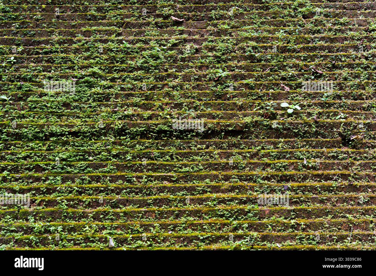 Vieux mur de briques historique altéré avec mousse et croissance végétale couverte de texture fond Banque D'Images