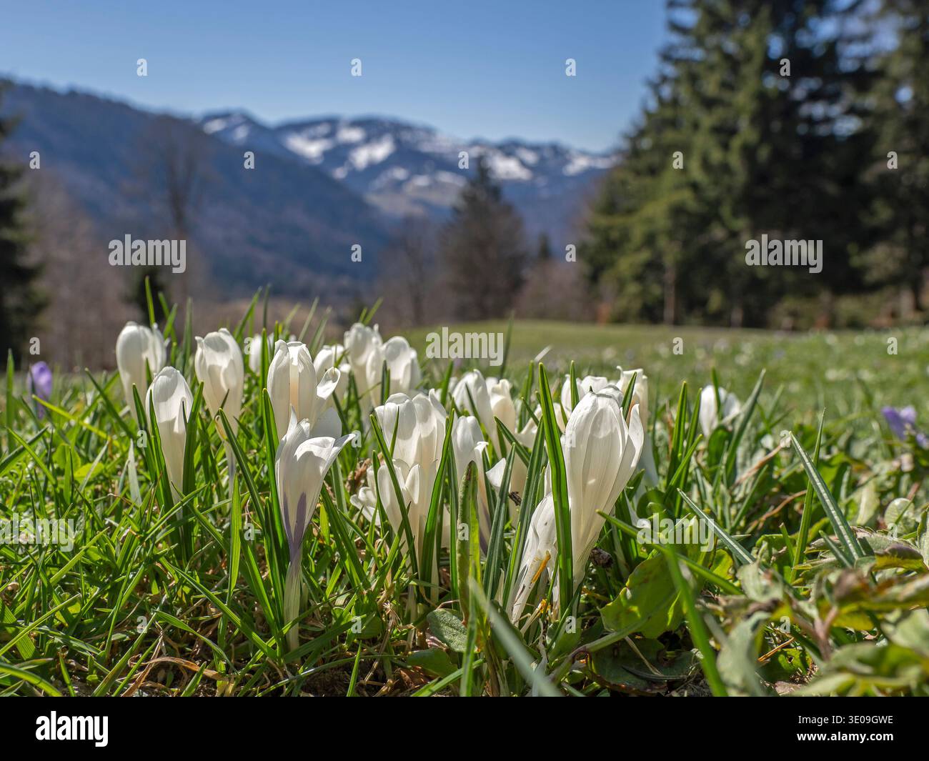 Crocus fleurit sur le Hündle près d'Oberstaufen dans le Allgäu Banque D'Images