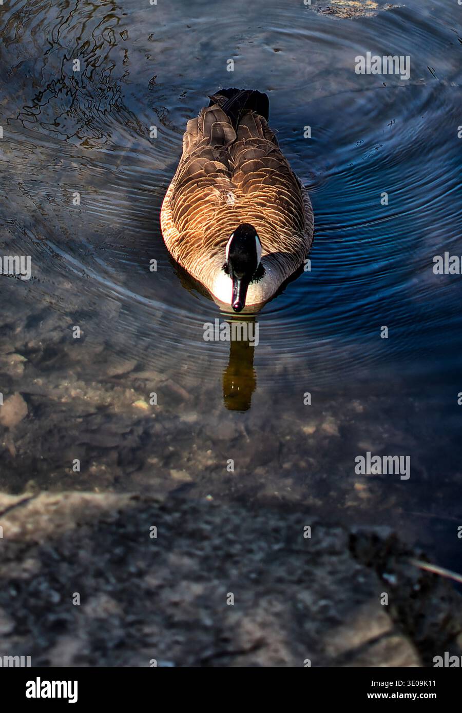 Un oiseau d'eau dans un cadre d'étang tranquille Banque D'Images