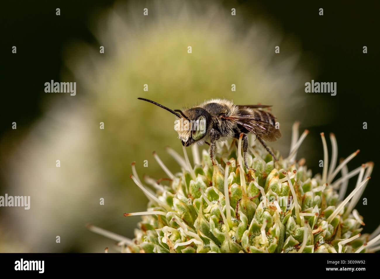 Black Cuckoo Leafcutter Bee sur fleur maîtresse de serpent à sonnette. La conservation des insectes et de la nature, la préservation de l'habitat et le concept de jardin de fleurs dans la cour arrière. Banque D'Images