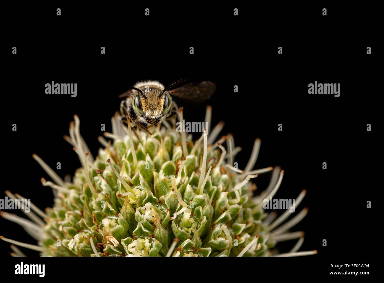 Black Cuckoo Leafcutter Bee sur fleur maîtresse de serpent à sonnette. La conservation des insectes et de la nature, la préservation de l'habitat et le concept de jardin de fleurs dans la cour arrière. Banque D'Images
