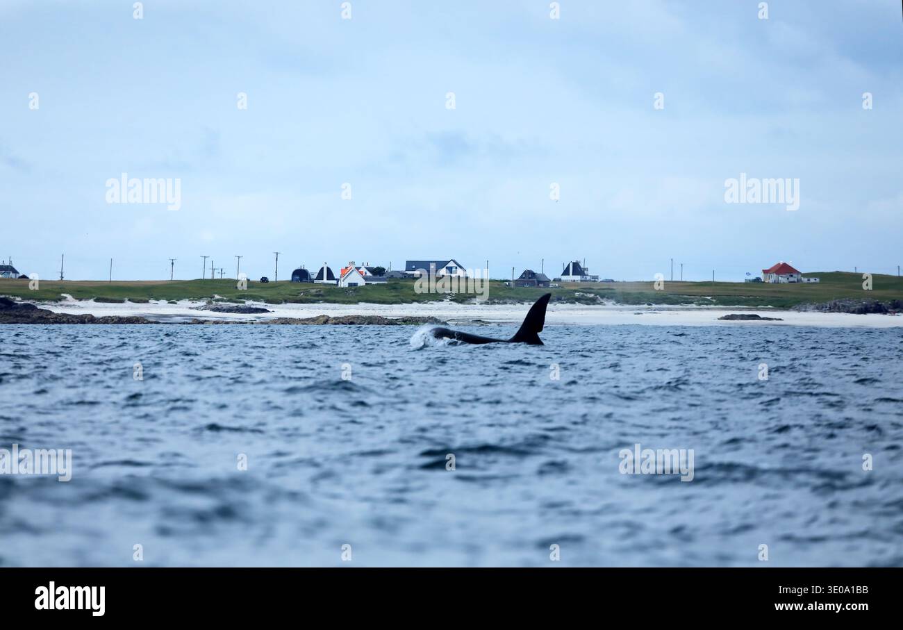 John Coe, Orca fait partie de la communauté écossaise de la côte ouest des épaulards passant la côte de l'île de Tiree Banque D'Images