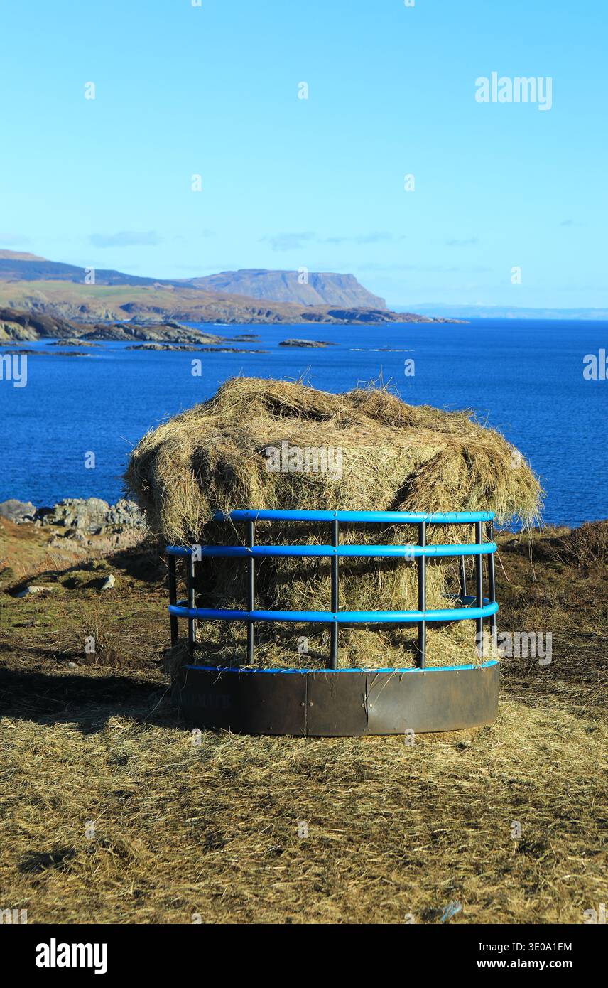 Mangeoire de moutons et de bovins remplie de foin sur l'île de Mull Banque D'Images